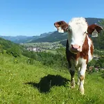 Franbichl