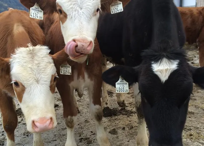 Franbichl بريكسن ام تاله